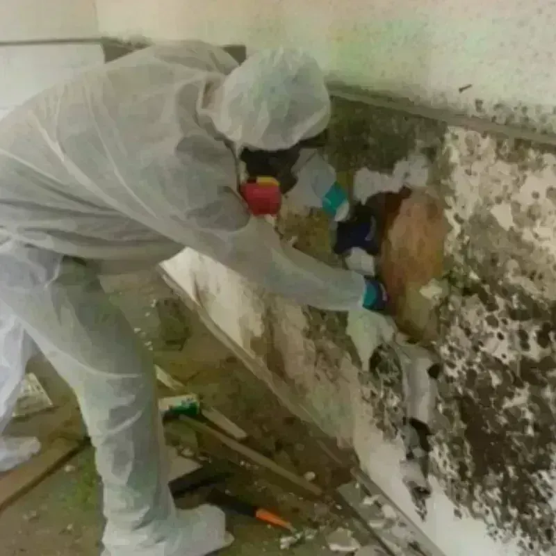 Mold Remediation and Removal in Grambling, LA